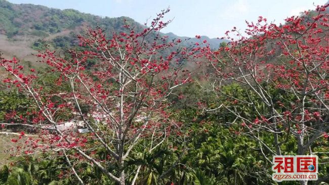 海南保亭县绿水八村画廊 木棉花开火红美景 祖国网